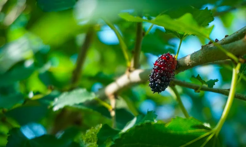 „Nem bírok már egyedül élni” – Anyám bejelentése mindent felforgatott az életemben