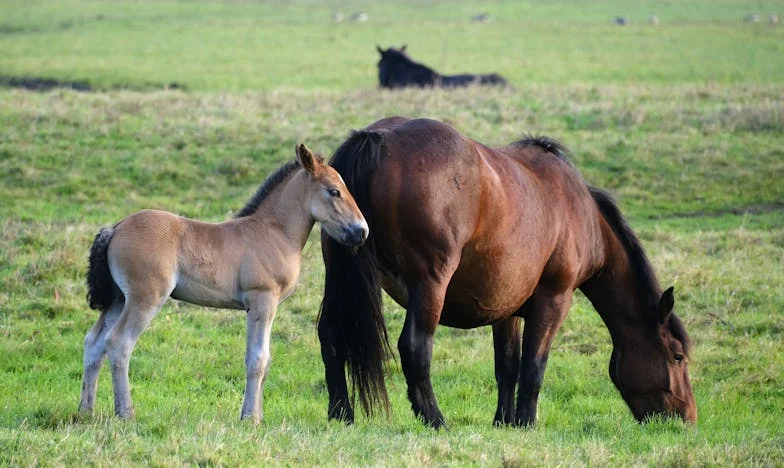 Sebáldozat és árulás: Egy magyar család titkai, amik örökre megváltoztattak