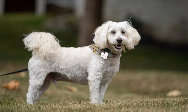 Szívem nagyobb, mint az otthonom: Egy hatgyermekes anya vallomása Budapestről