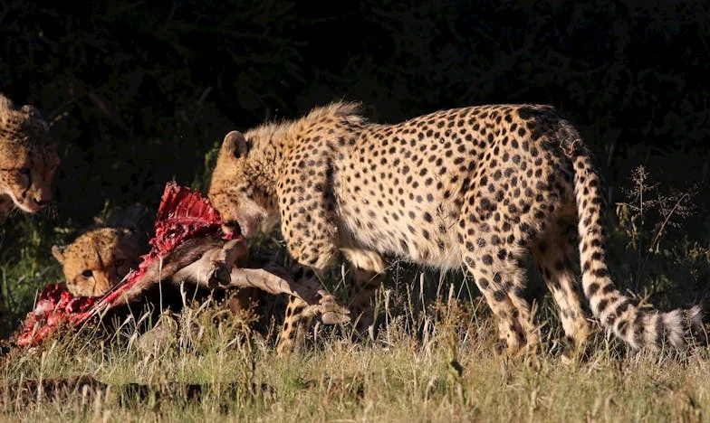 „Válassz: a családod vagy a pénzed!” – Egy magyar anya harca az igazságért, amikor minden összeomlik