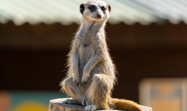 Zárt ajtók mögött: Egy barátság, irigység és újrakezdés története válás után