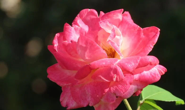 Amikor az otthon már nem otthon: Egy családi árulás és a megbocsátás útja