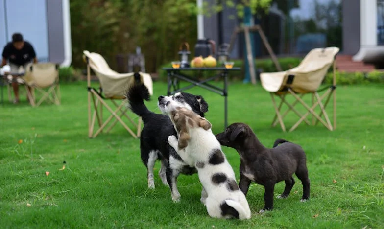 „Anyós vagyok, de nem ellenség” – Egy magyar család láthatatlan harca a szeretetért