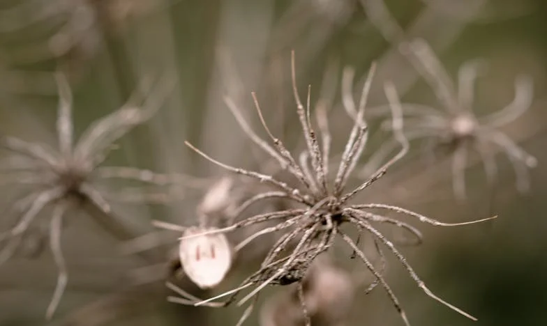 Anyósom igazságtalan hagyománya majdnem szétszakította a családomat – Egy vasárnapi ebéd, ami mindent megváltoztatott