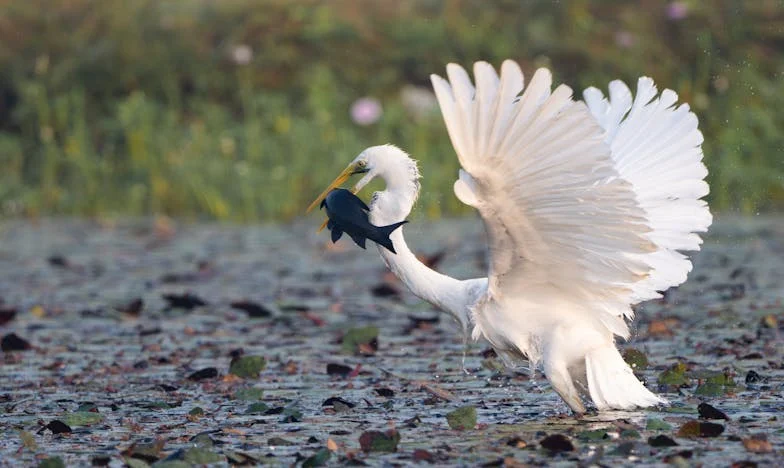 Egy kis harcos Budapestről: Hogyan győztem le a betegséget, és hogyan változtattam meg a családom életét egyetlen dallal