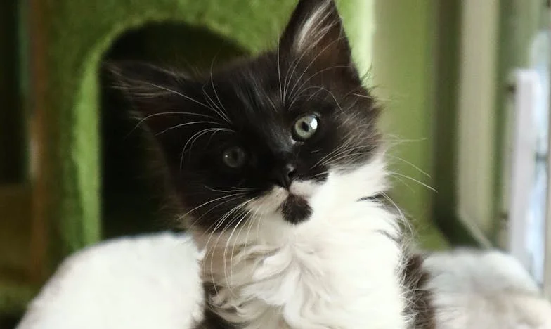 „Egy unoka elég!” – Egy magyar család drámája: amikor az elvárások szembemennek a szeretettel