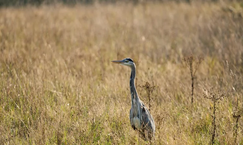 „Ma egy kislány kopogtatott az ajtómon – és mindent megváltoztatott”
