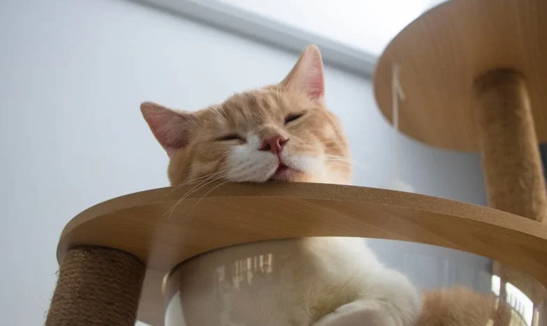 Őszintén: Az egész család utálja a menyemet, a fiam pedig elfordult tőlem – Hol rontottam el?