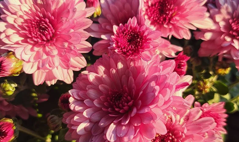 Testvéri szívesség vagy családi kötelesség? Egy testvérharc története a magyar valóságban