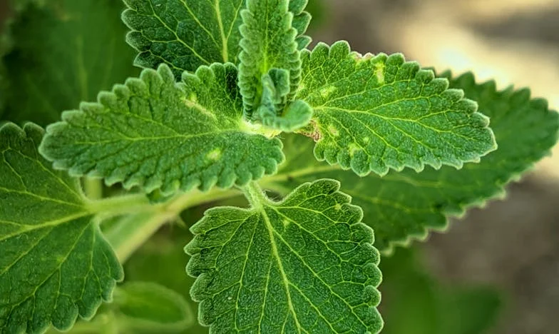 Tizenkét ismeretlen vendég az esküvőmön – Egy reggeli, ami mindent megváltoztatott