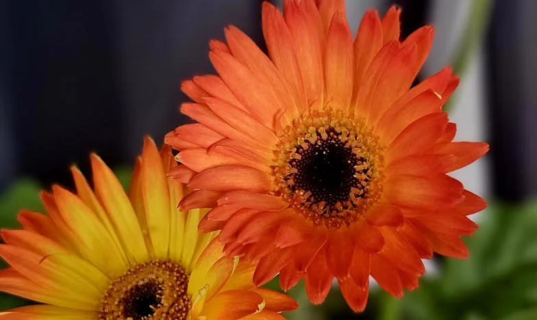 Amikor a szív és az ész egymás ellen fordul: Egy anya vallomása a fia iránti szeretetről és a határokról