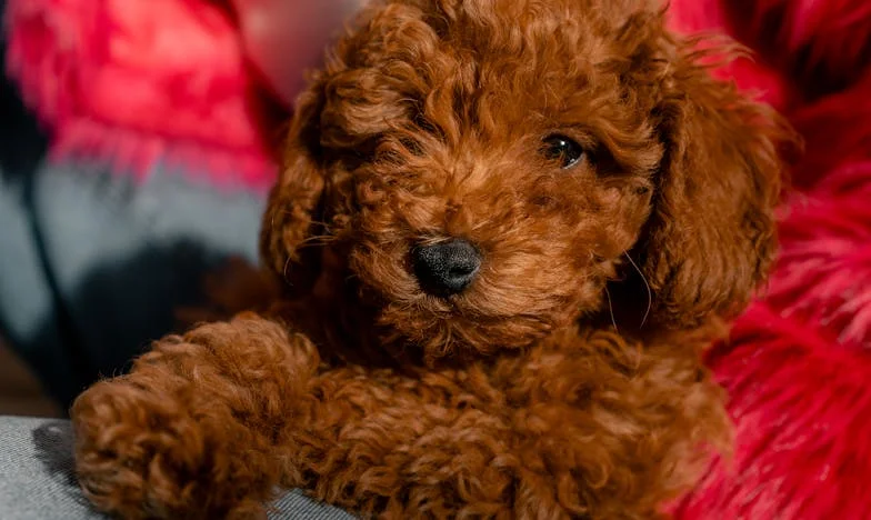 Amikor az anyósom kidobott a házból: Egy budapesti nő története a megaláztatásról és önmagam megtalálásáról