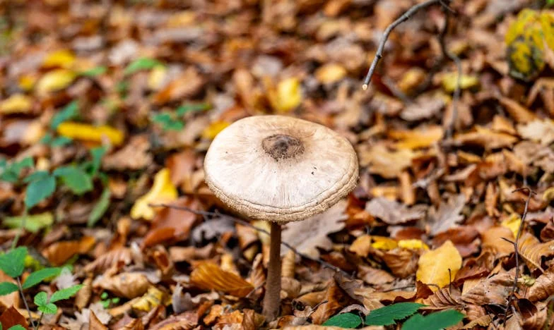„Az anyósom mindent a sógoromra hagyott – én pedig képtelen vagyok megbékélni ezzel” – Egy magyar család titkai és sebei