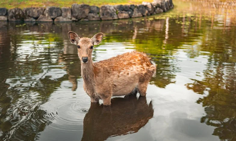 Bratnőm, Orsolya és az éjszakai lidércem: Hogyan tett tönkre egyetlen aláírás mindent a családomban?