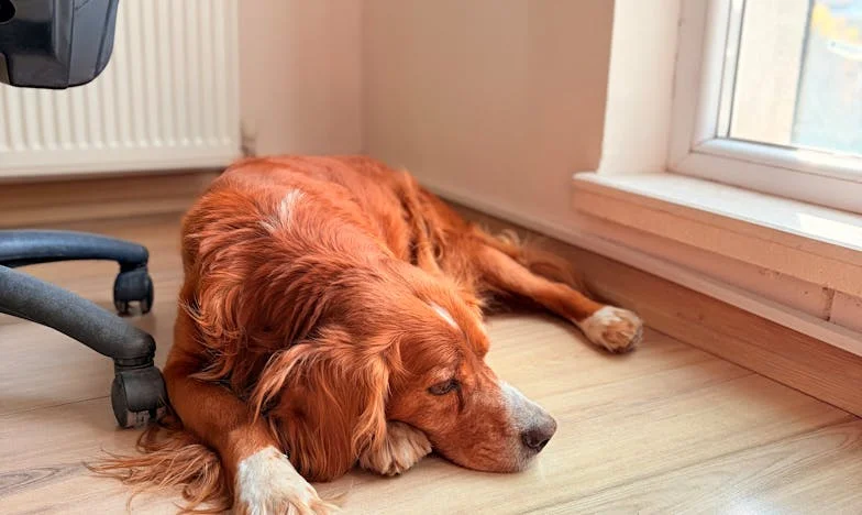 Egy számla a kukában: Történet a rejtett költségekről és a bizalomról