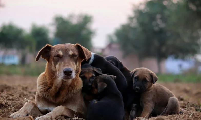 „Kell-e, hogy a volt anyósom lássa a lányomat?” – Egy anya őszinte vallomása hűségről, fájdalomról és nehéz döntésekről