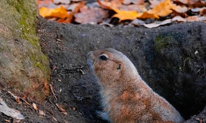 Két anya, egy zűrzavar: A mosogatógép, ami szétszakította a családot