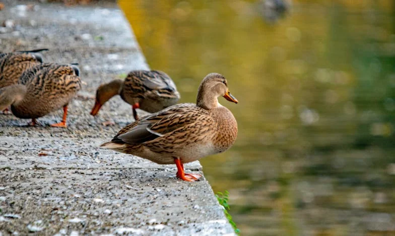 Két Otthon Között: Hogyan Tanultam Meg Megbocsátani az Anyósomnak – Egy Magyar Család Története