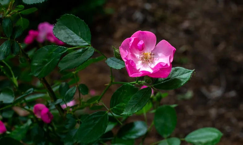 Majdnem öt év után: Hogyan próbálta az anyósom újra összehozni a férjemet az exével – és én hol maradtam ebben?