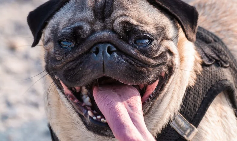 Mit gondoltak a szomszédok? Egy szerelem, előítéletek és egy fal története – Az én szemszögemből