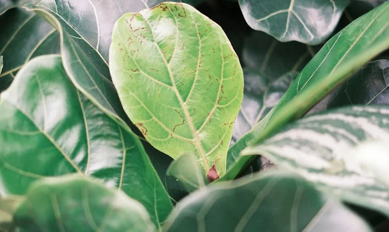 Öt év egy fedél alatt: Amikor a család nem csak öröm – Az én történetem, ahogy a sógornőm beköltözése mindent megváltoztatott