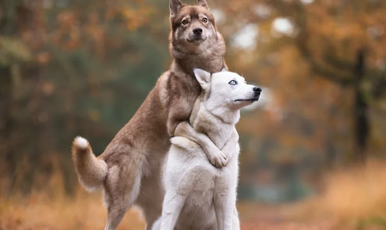 Váratlan vendégek: Amikor a férjem jósága meglepett – Egy esős este titkai és a bizalom próbája