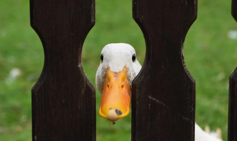 Egy ház kettéosztva: Amikor a büszkeségünk többet árt, mint a szegénység