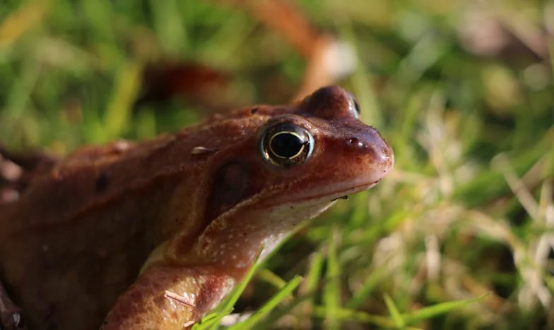 Ezüsthajú Andris – Áldás vagy Átok? Egy anya harca a fia elfogadásáért a családban és a faluban