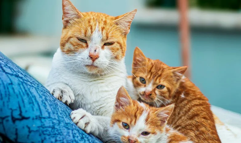 Hazatérés, amely mindent megváltoztatott – amikor a bizalom darabokra hullik