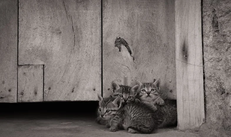 Két tűz között: Egy magyar anyós vallomása a családi viharokról