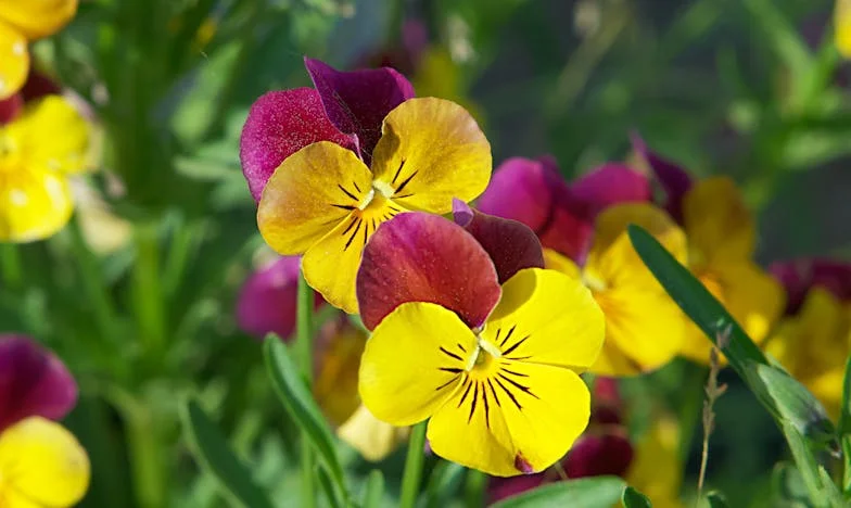 Minden rám szakadt – Egy magyar lány vallomása az igazságtalan családi terhekről