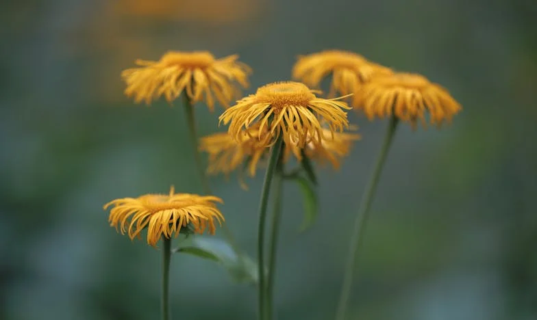 Zárt ajtók, nyitott sebek: Egy magyar család széthullásának története