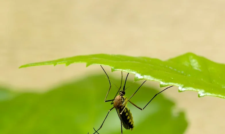 Al filo de la oscuridad: La lucha de un hijo en Madrid