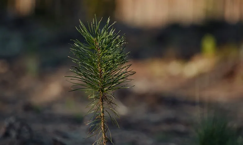 Cuando la suegra llama a la puerta: crónica de una convivencia inesperada