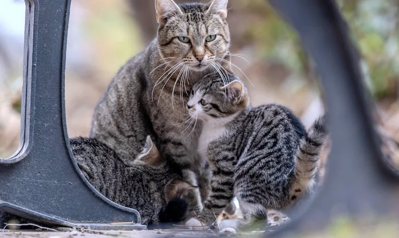 El silencio de Lucía: El dolor invisible en el aula