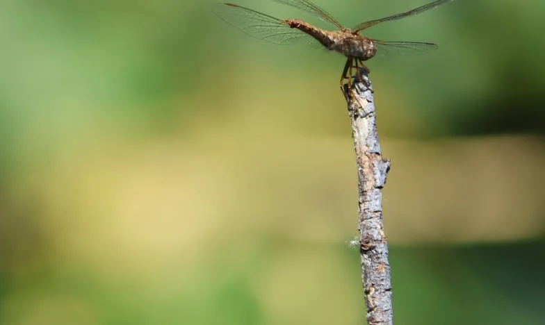 Entre Dos Familias: El Precio de la Felicidad