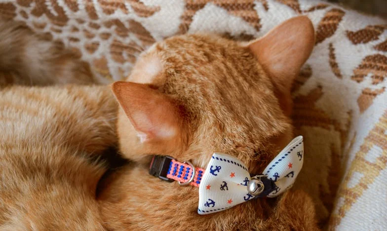 Entre el amor y el rechazo: Mi segunda oportunidad y el precio de la familia