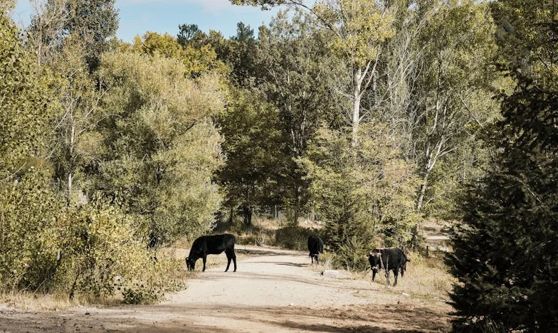 Heridas de Sangre: El día que mi familia se rompió por una herencia