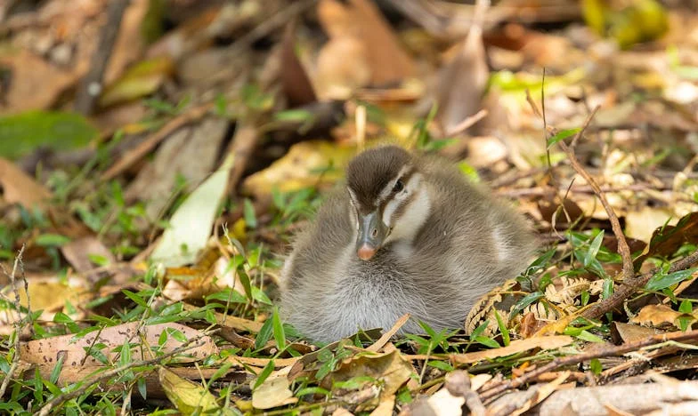 Solo quería volver a mi casa: una vida entre dos mundos