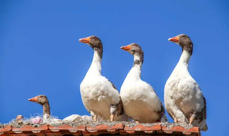 ¿Cómo puedes tener una familia así? – El domingo que desgarró mi matrimonio y mi corazón