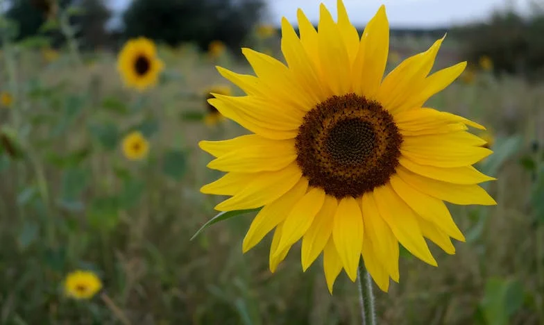 Cuando el éxito de Álvaro me borró de su vida (y ahora vuelve a buscarme)