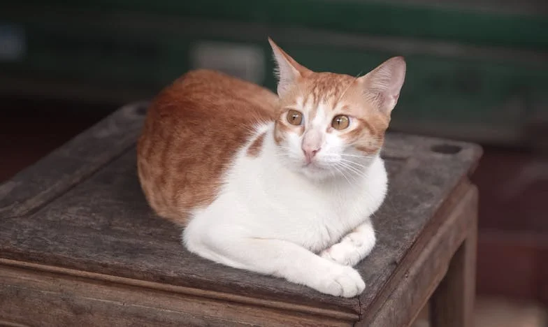 Cuando la abuela se pierde en su propia vida: La historia de Mª Carmen en Vallecas