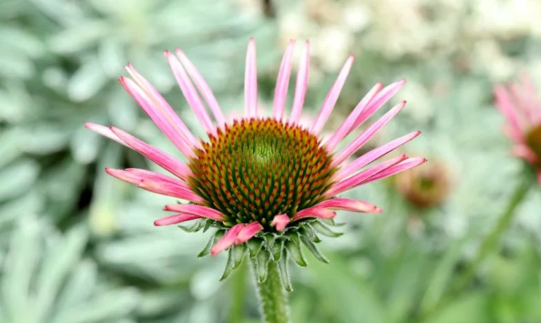 Cuando mamá no sabe marcharse: Un año bajo el mismo techo
