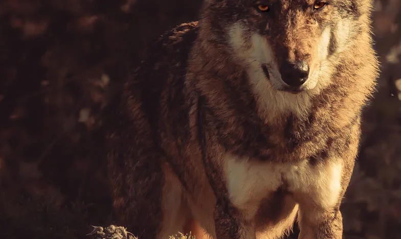 Culpable sin culpa: Mi vida bajo el peso de las expectativas de mi madre