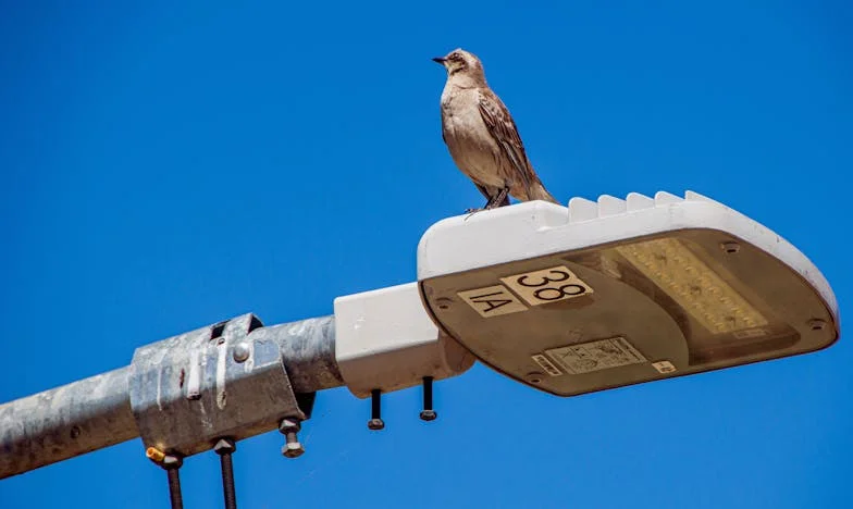 El Testamento en la Mesilla: ¿Cómo Perdonar a una Madre que me Olvidó?