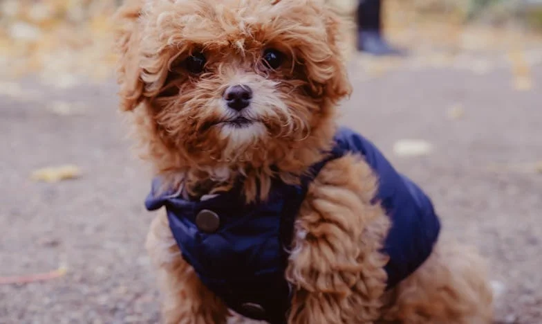 El último adiós a Lucía: Entre lágrimas, amor y esperanza