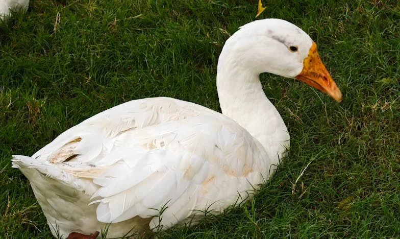 En la casa de la perfección, mi corazón en ruinas: El viaje de Lucía hacia sí misma