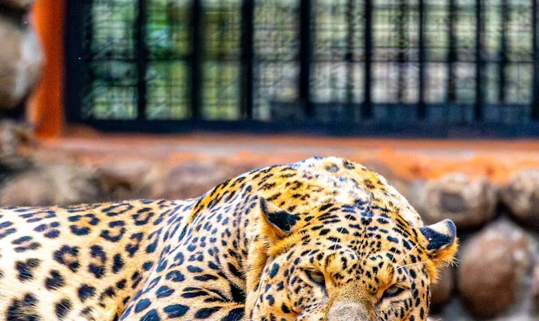 Entre Dos Fuegos: La Nochebuena Que Rompió Mi Hogar