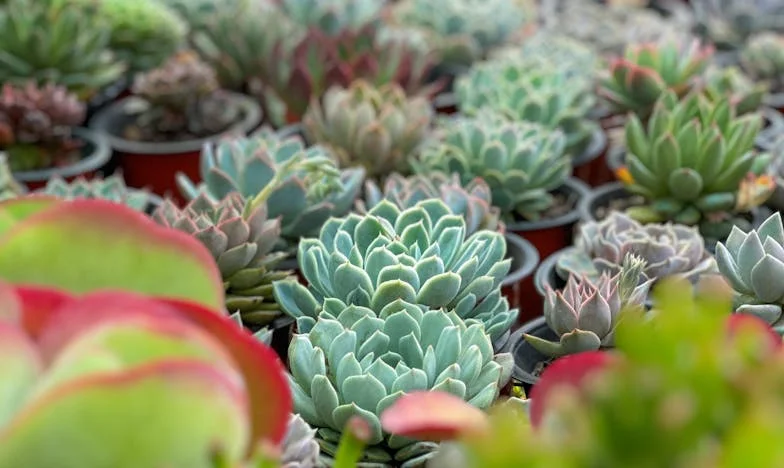 Entre Herencias y Secretos: Mi Suegra Contra Nuestro Amor