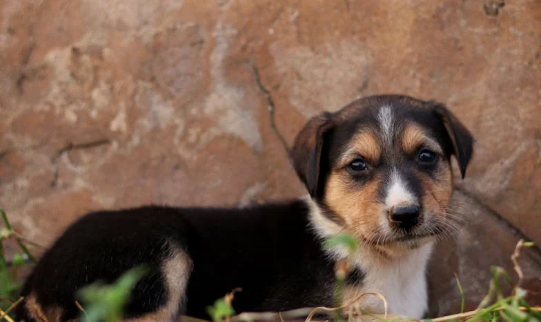 Entre la mentira y el deber: El secreto de la familia Ortega